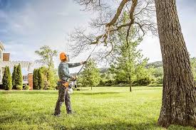 Best Tree and Shrub Care  in Lake Belvedere Estates, FL