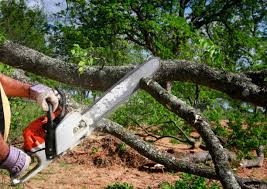 Best Storm Damage Tree Cleanup  in Lake Belvedere Estates, FL