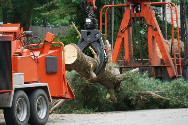 Trusted Lake Belvedere Estates, FL Tree Removal Experts