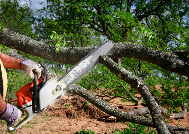 Best Aeration Services  in Lake Belvedere Estates, FL